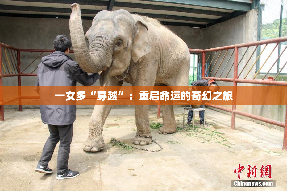 一女多“穿越”：重启命运的奇幻之旅