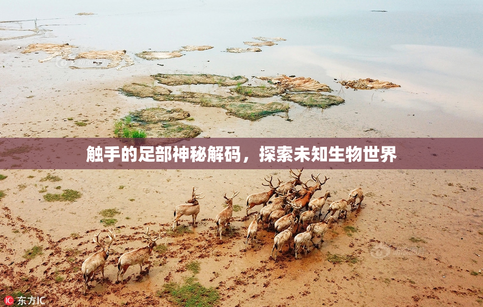 触手的足部神秘解码，探索未知生物世界