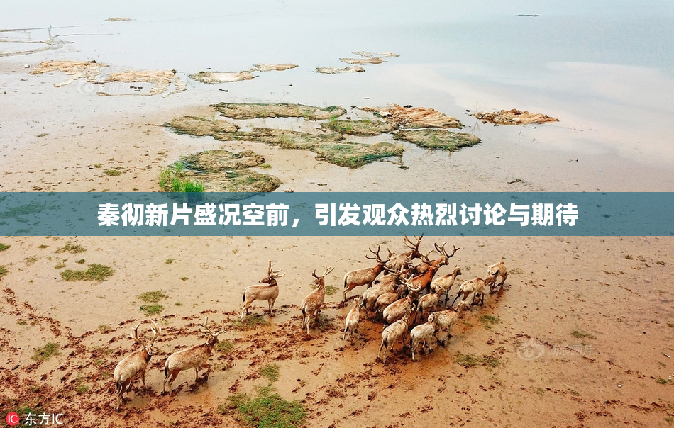 秦彻新片盛况空前，引发观众热烈讨论与期待