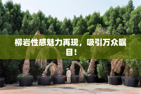 柳岩性感魅力再现，吸引万众瞩目！