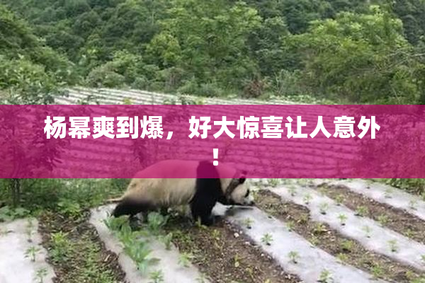 杨幂爽到爆，好大惊喜让人意外！