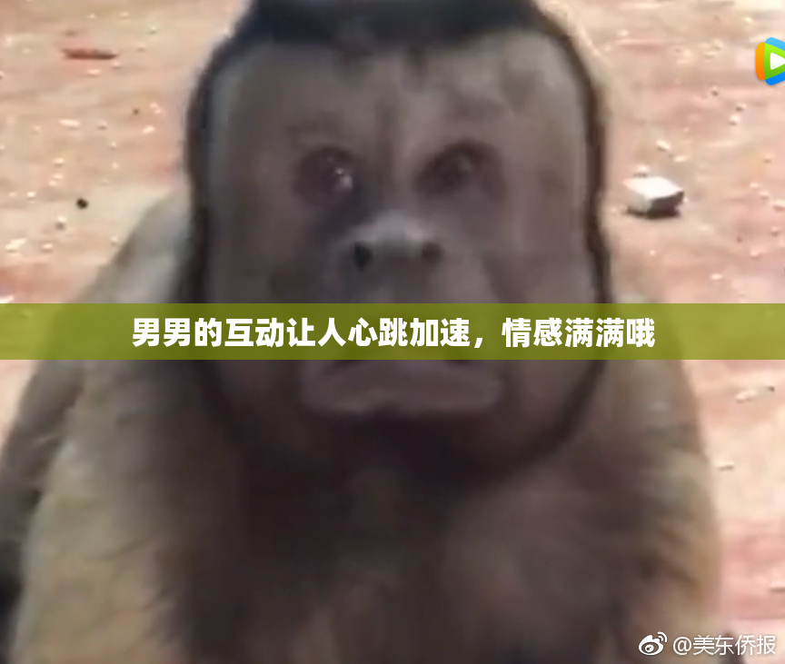 男男的互动让人心跳加速，情感满满哦