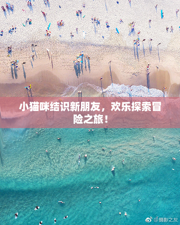 小猫咪结识新朋友，欢乐探索冒险之旅！