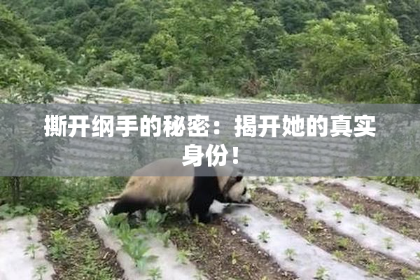 撕开纲手的秘密：揭开她的真实身份！