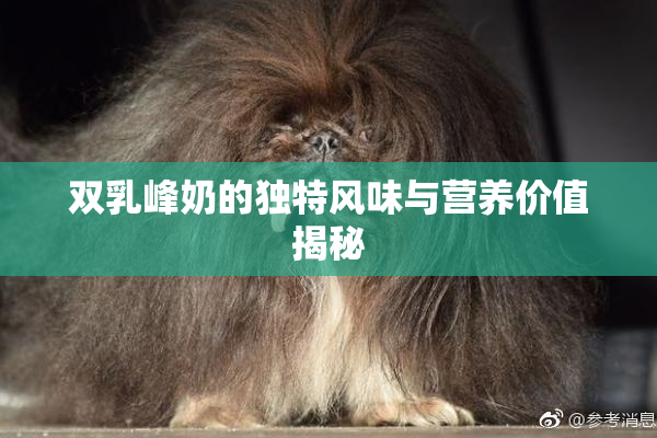 双乳峰奶的独特风味与营养价值揭秘
