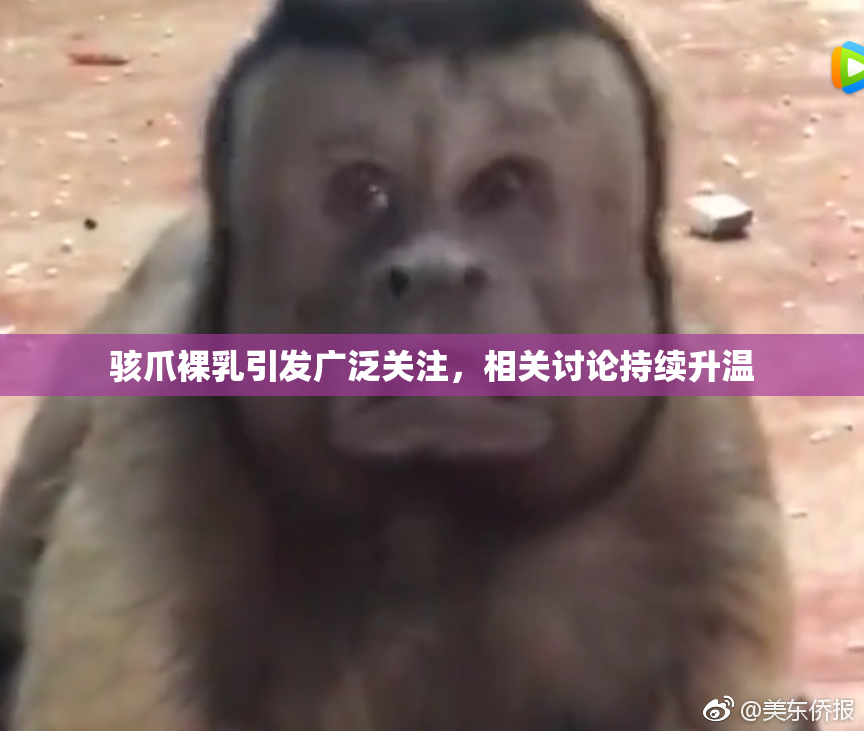 骇爪裸乳引发广泛关注，相关讨论持续升温