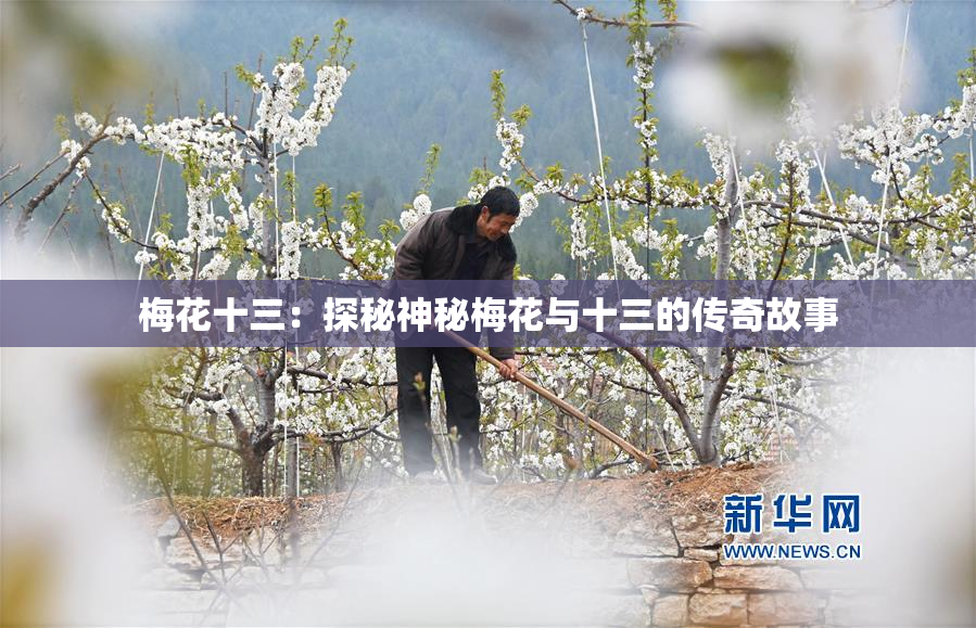 梅花十三：探秘神秘梅花与十三的传奇故事