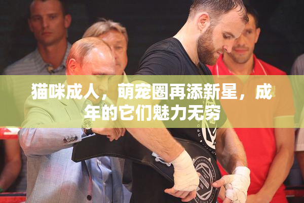 猫咪成人，萌宠圈再添新星，成年的它们魅力无穷