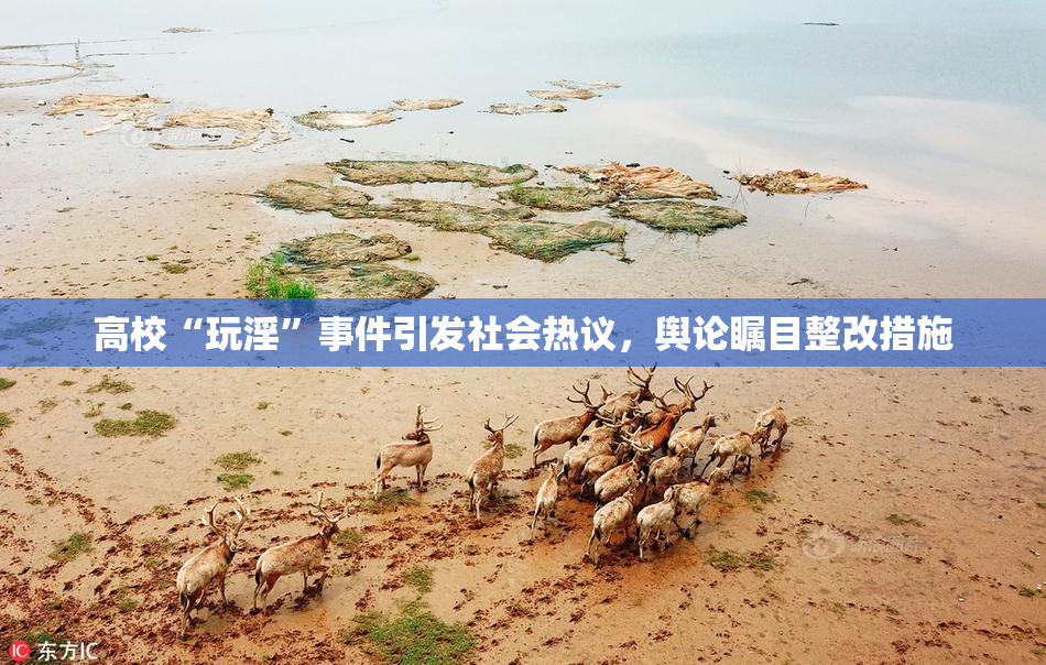 高校“玩淫”事件引发社会热议，舆论瞩目整改措施