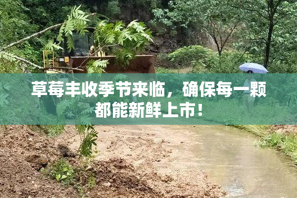 草莓丰收季节来临，确保每一颗都能新鲜上市！