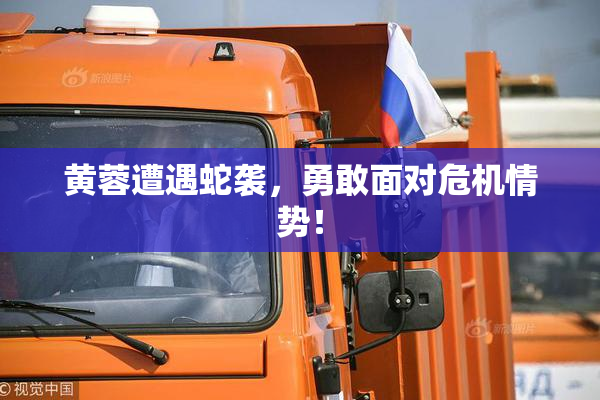黄蓉遭遇蛇袭，勇敢面对危机情势！