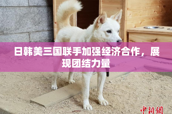 日韩美三国联手加强经济合作，展现团结力量