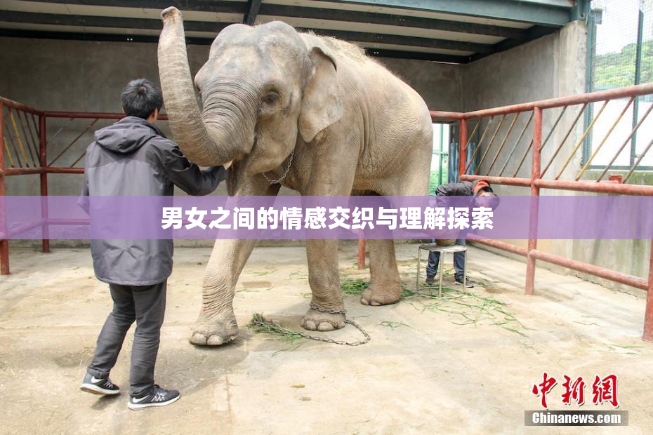 男女之间的情感交织与理解探索