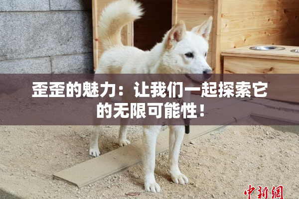 歪歪的魅力：让我们一起探索它的无限可能性！