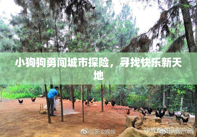 小狗狗勇闯城市探险，寻找快乐新天地