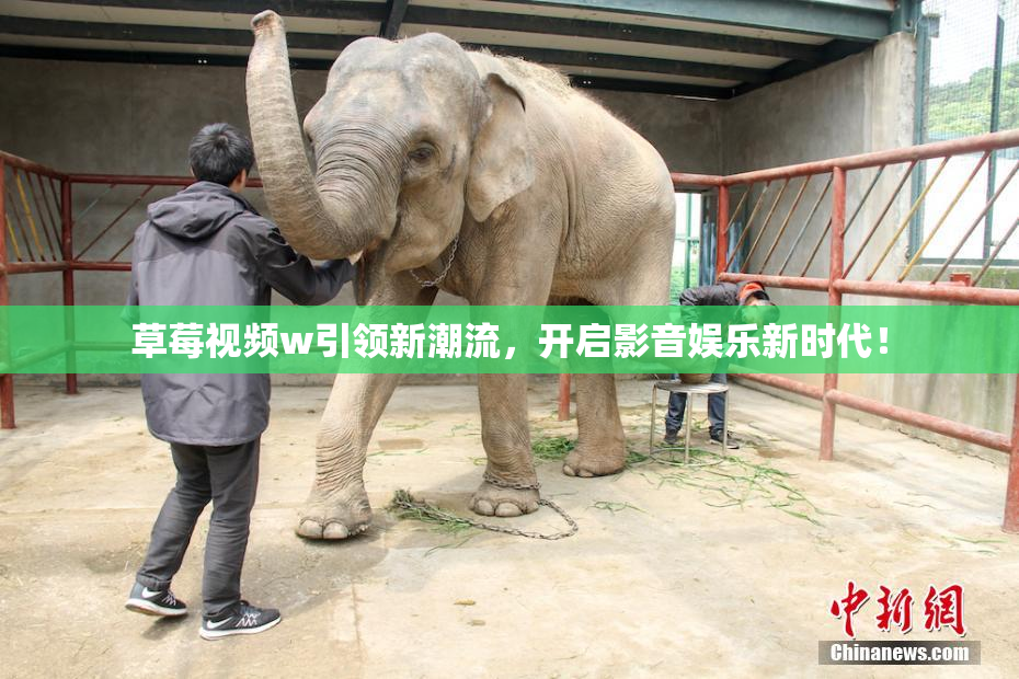草莓视频w引领新潮流，开启影音娱乐新时代！