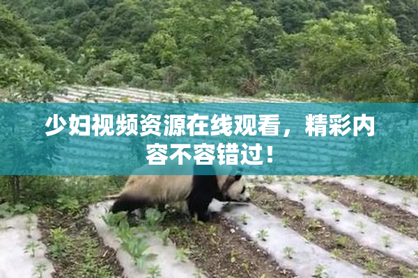 少妇视频资源在线观看，精彩内容不容错过！