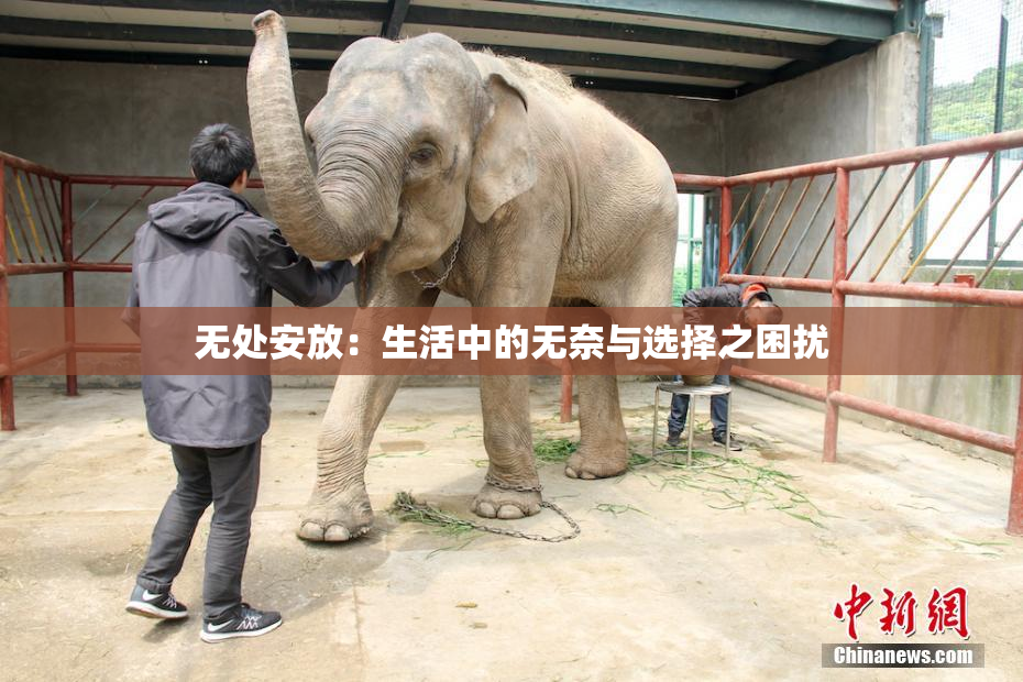 无处安放：生活中的无奈与选择之困扰